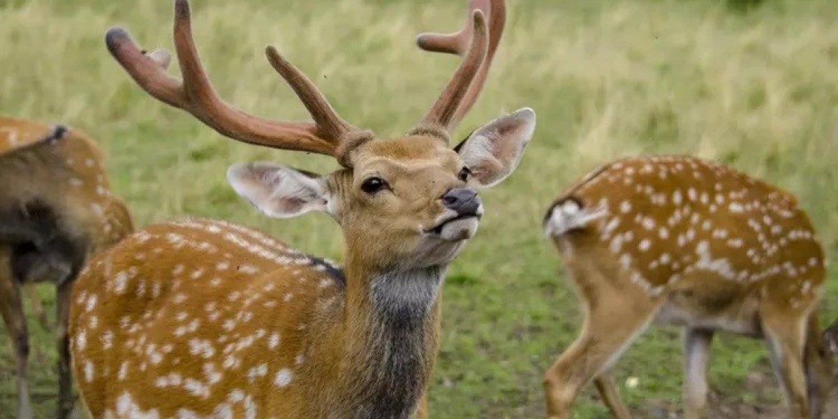 All about Sika Deer Meaning and Symbolism