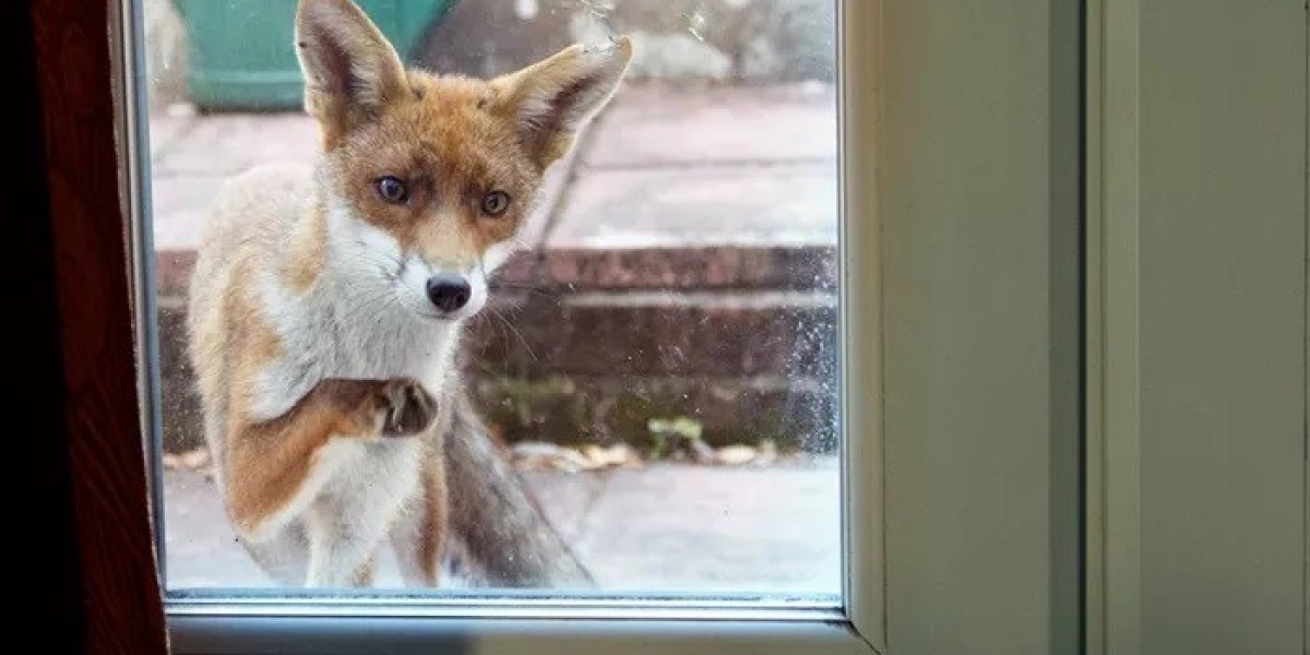 77+ Fox Knock Knock Jokes That Will Leave You in Stitches
