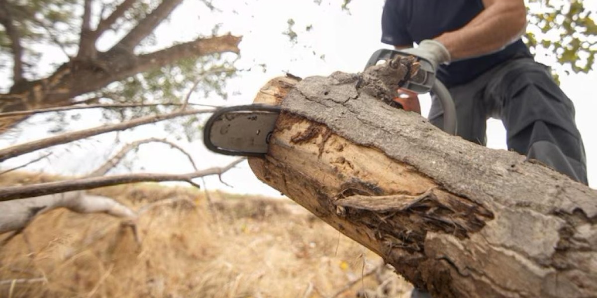 Tree Service: Introduction to Tree Services