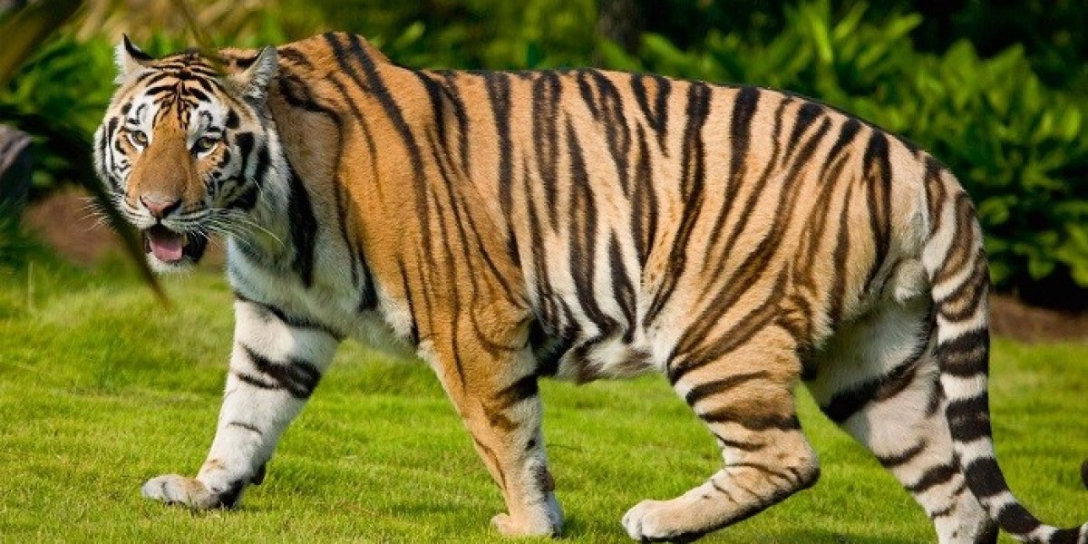 The Role of Tiger Symbolism in Ancient Lore