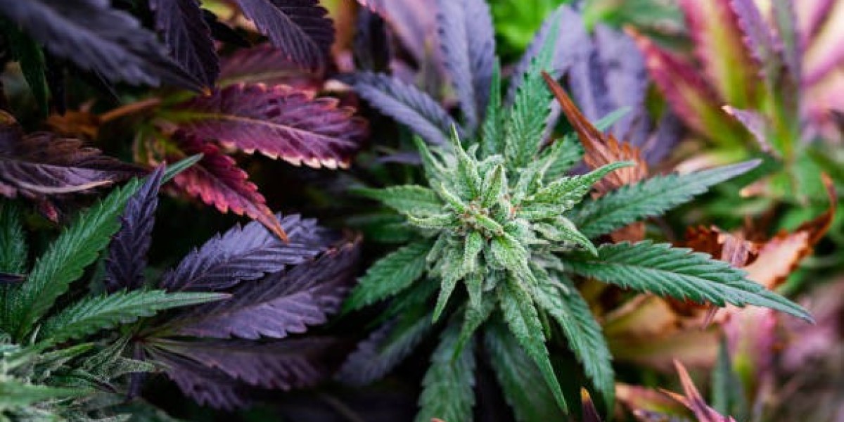 Your Complete Guide to Finding the Best Dispensary in Bridgewater NJ
