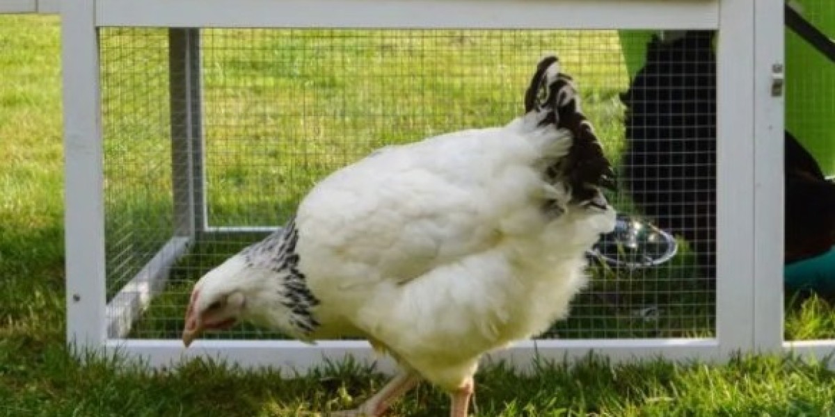 ​10 Essential Tools Every Chicken Keeper Needs for Success