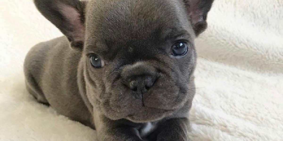 The Four Phases of French Bulldog Ownership: A New Owner's Roadmap