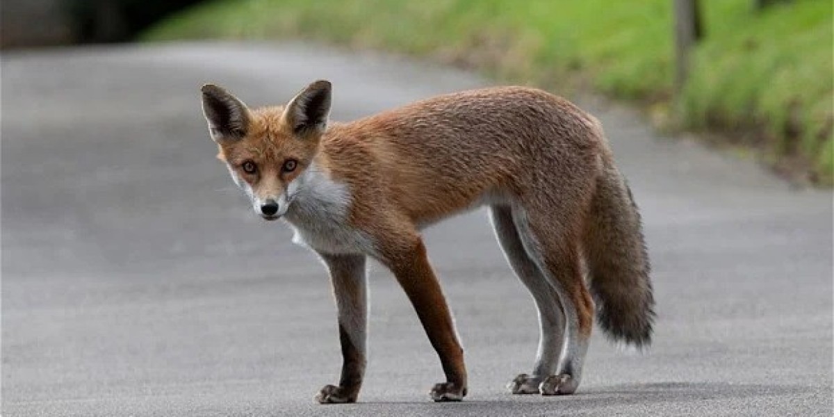 Top 5 Facts About Fox Symbolism