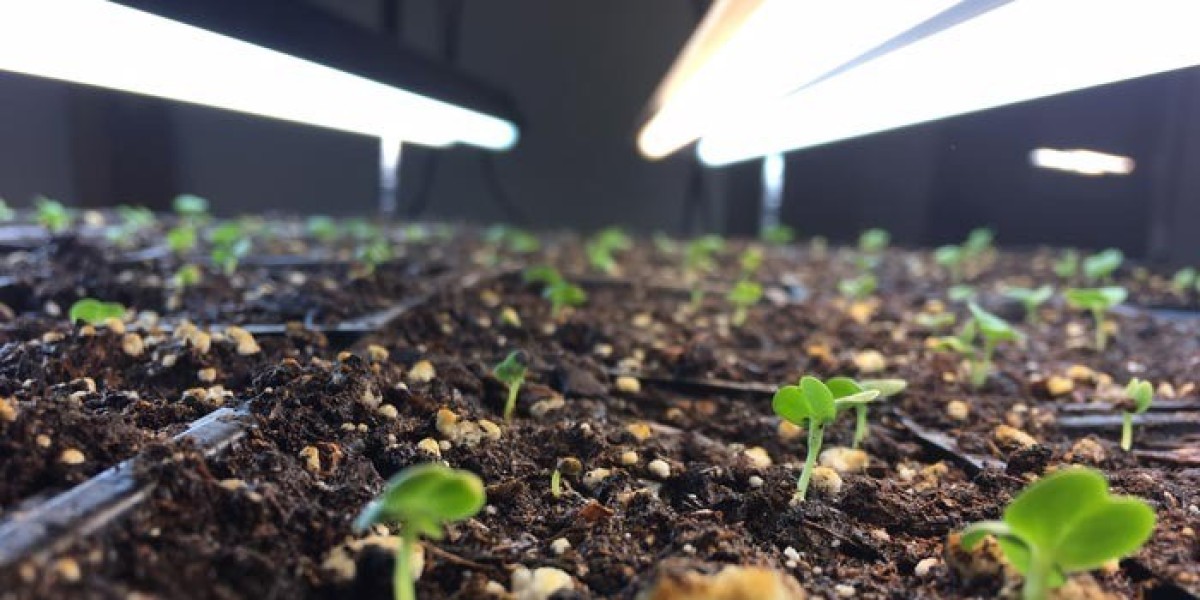 The Ultimate Guide to Germination Light and Seedling Care
