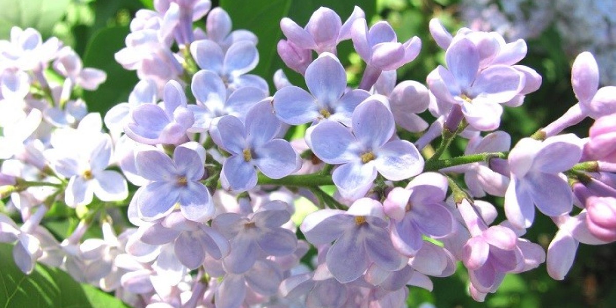 Discovering Love and Hope in Lilac Symbolism