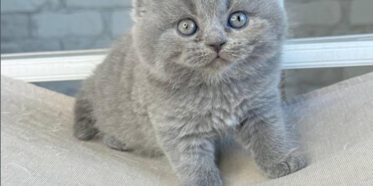Is a Scottish Cat the Right Companion for Your Lifestyle?
