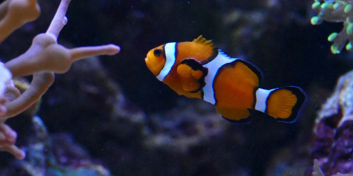 Discover the Beauty of Diving in Nilaveli, Sri Lanka