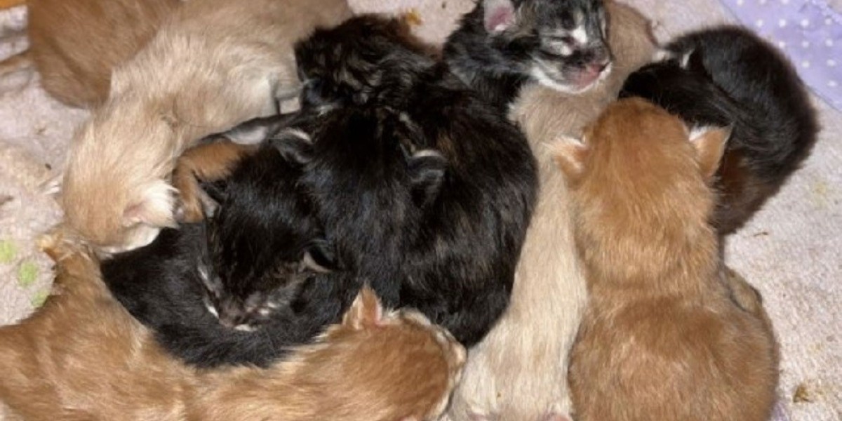 The Three Pillars of a World-Class Maine Coon Cattery