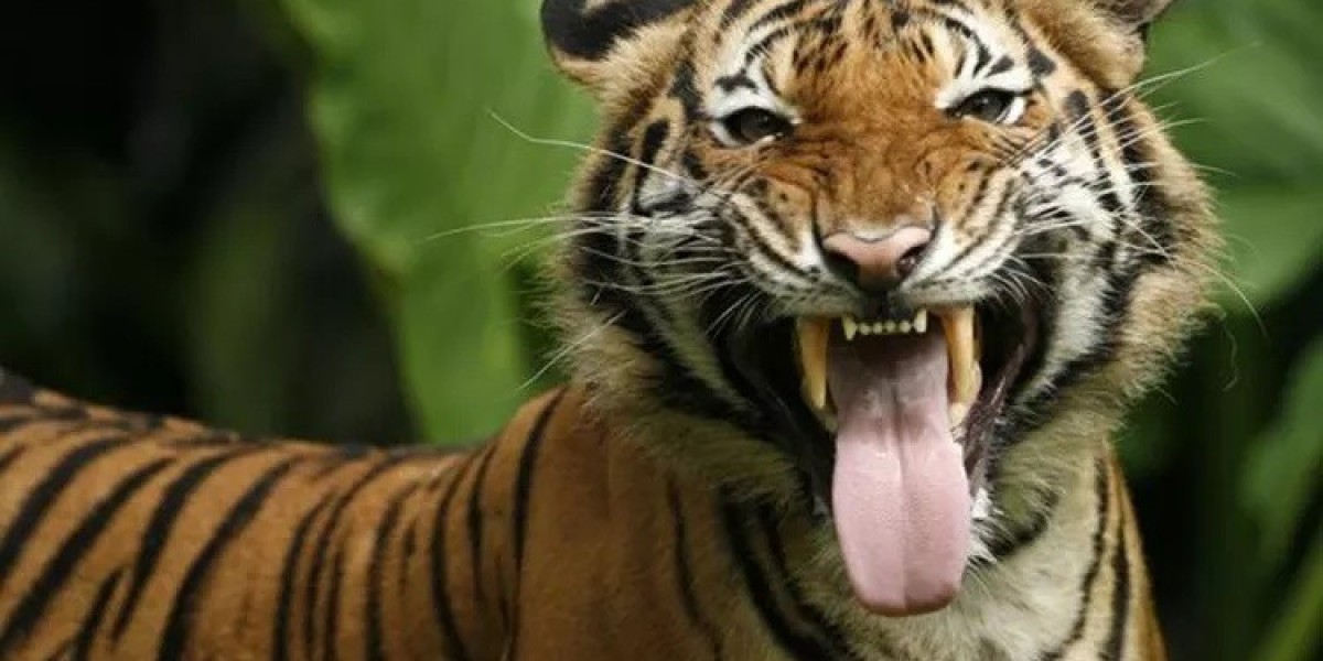 45 Malayan Tiger Quotes, Sayings, and Proverbs