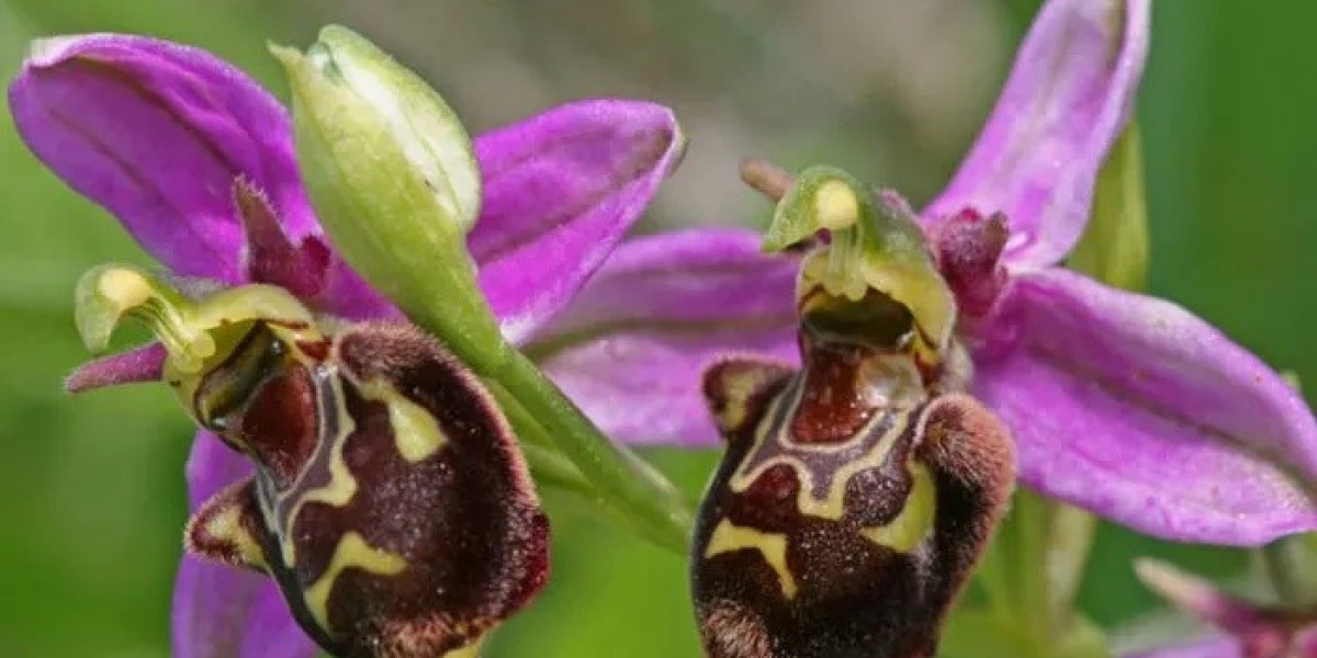 Bee Orchid Spiritual Meaning and Symbolism