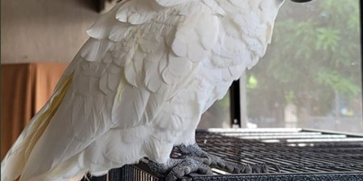 Beyond the Beauty: A Pragmatic Guide to Life with a Cockatoo
