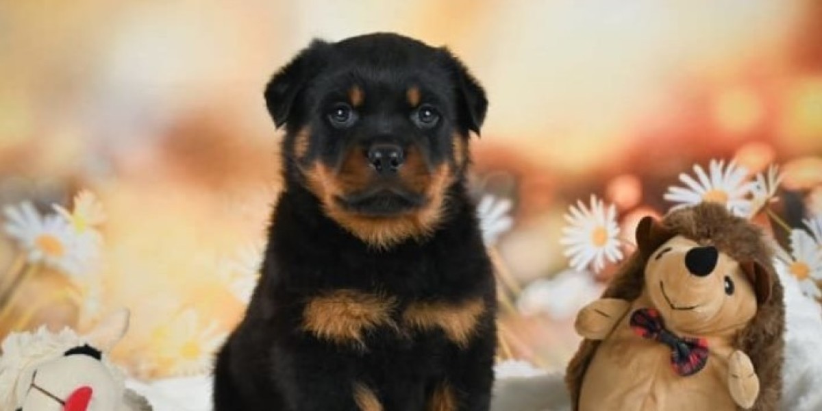 The Intelligent Buyer's Guide to Finding a Healthy Rottweiler Puppy