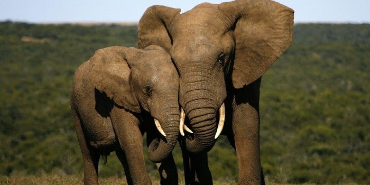 Elephant Symbolism in Dreams and Myths