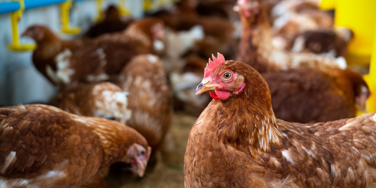 Vietnam Poultry Market Size, Share, Demand, Trends and Forecast 2025-2033