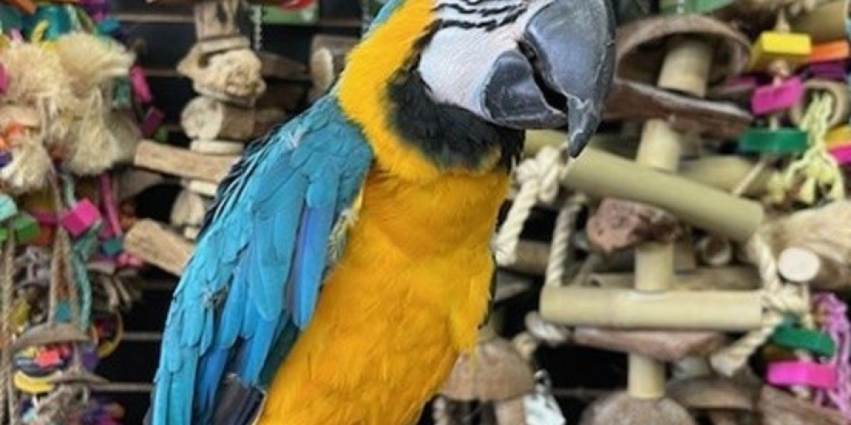 Sunrise to Sunset: A Glimpse into the Vibrant Reality of Life with a Macaw