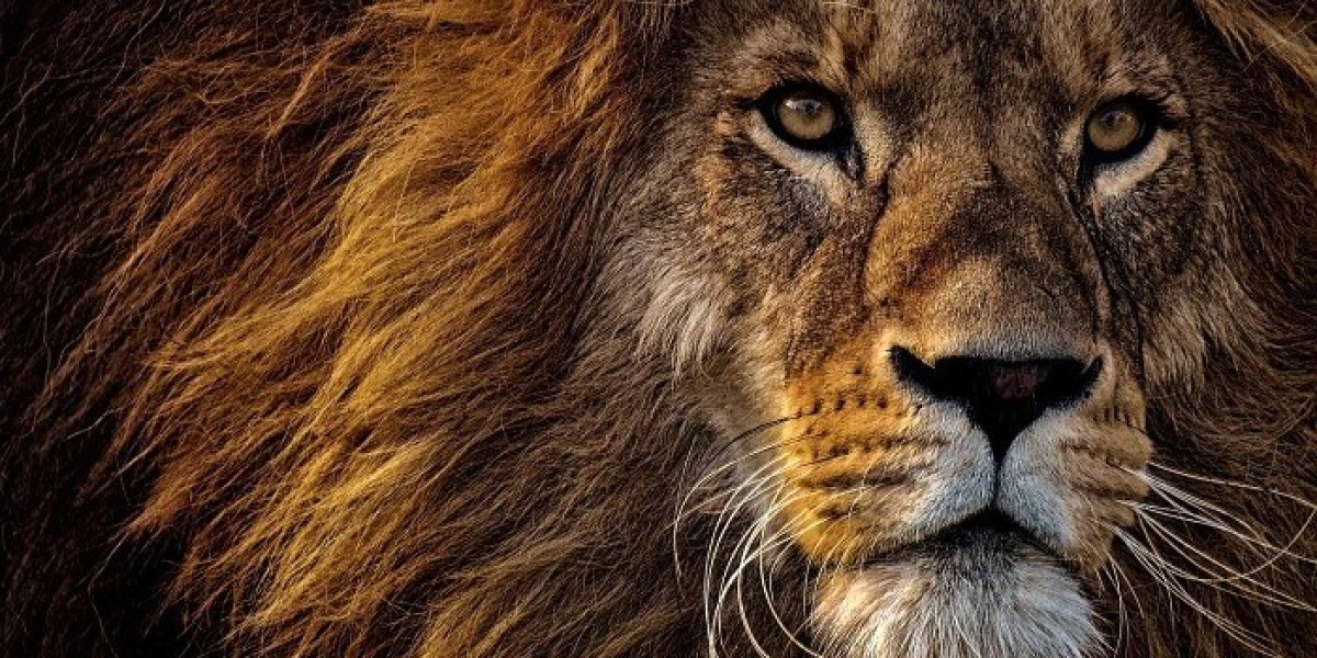 Lion Symbolism and Inner Confidence