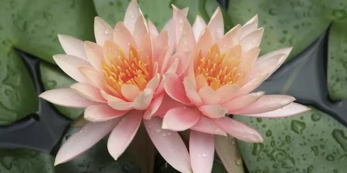 Senegal Lotus Symbolism and Meaning in Love, Death & Bible