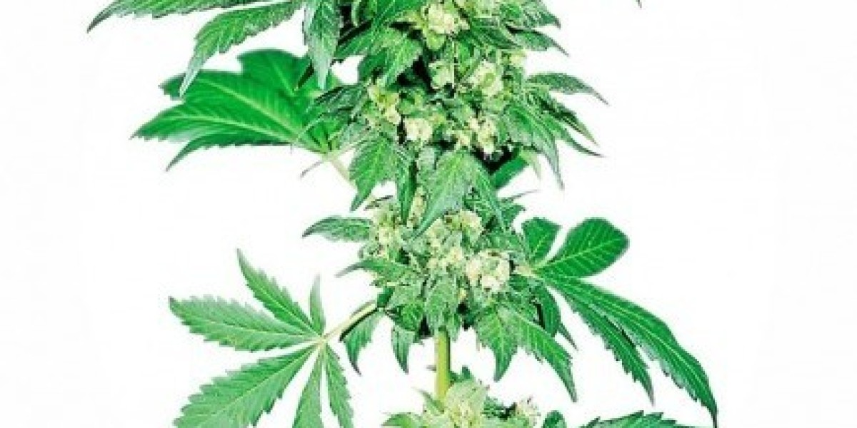 Choosing the Best Cannabis Seed Companies for Quality and Reliability