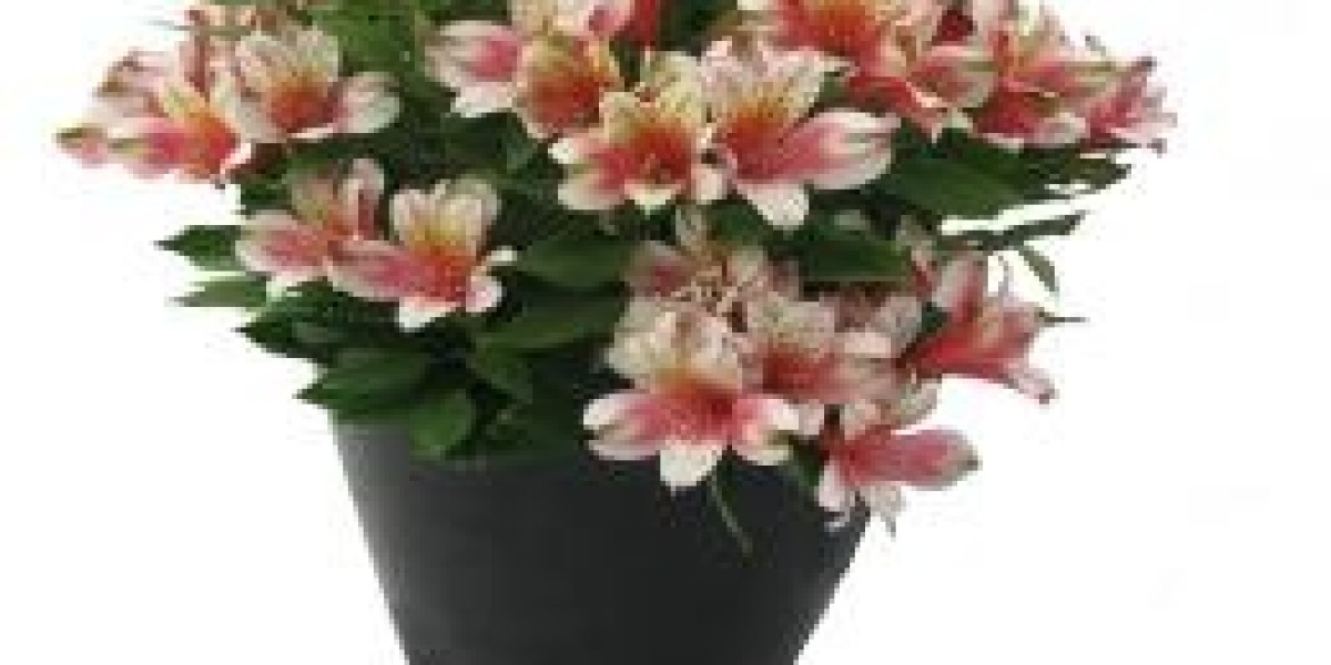 The Versatility of Begonia Plants