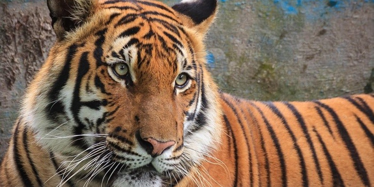 Tiger Symbolism in Asian Traditions: A Full Guide