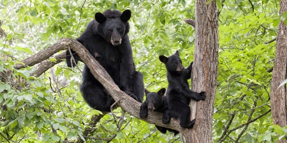 How Bear Symbolism Connects to Nature's Spirit