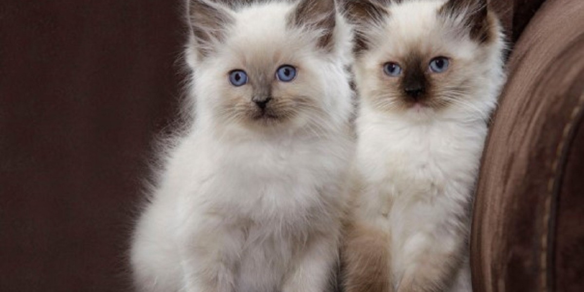 The Story of Your Next Family Member: Beginning a New Chapter with a Ragdoll or Siberian
