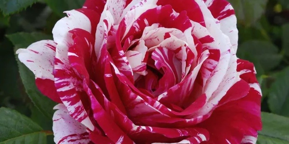 Floribunda Roses Flower Symbolism and Meaning in Love, Death & Bible