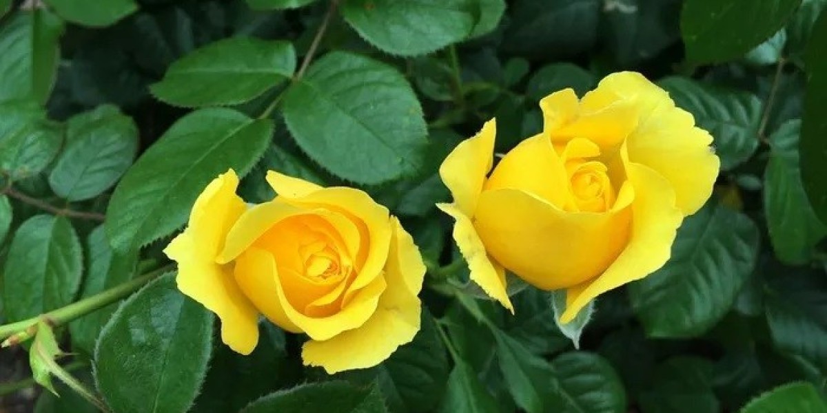 Yellow Rose Spiritual Meaning and Symbolism