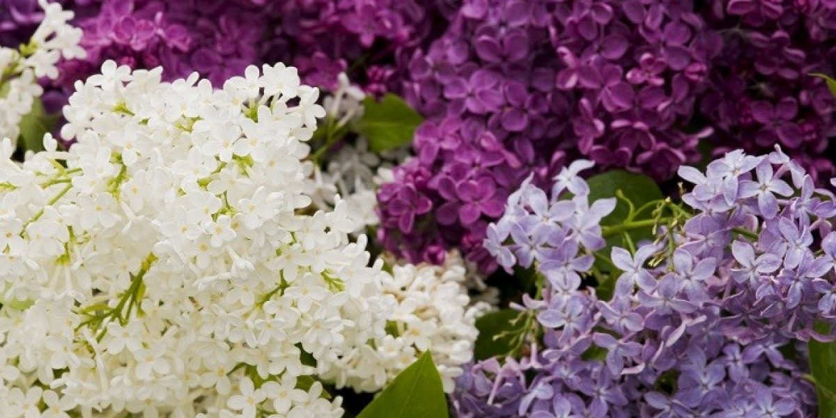Lilac Symbolism: Love, Loss, and Memory