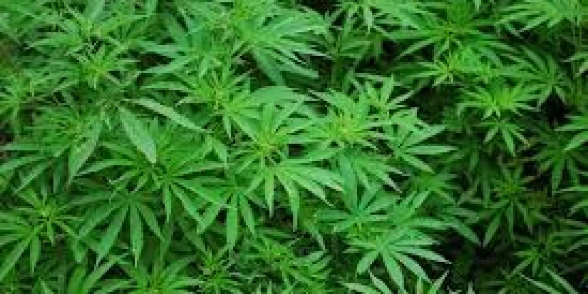 Emerging Opportunities and Future Outlook of the Global Cannabis Market Forecast 2022 – 2032