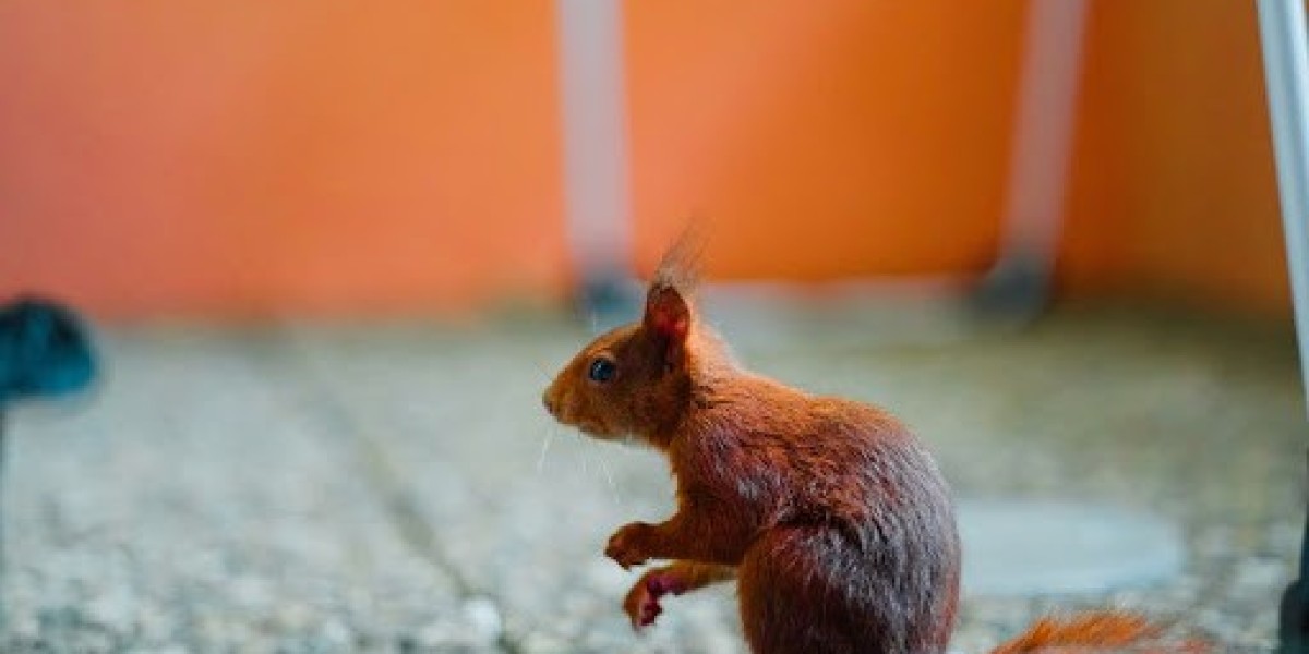 Reliable Squirrel Removal in Houston: Protect Your Property Today