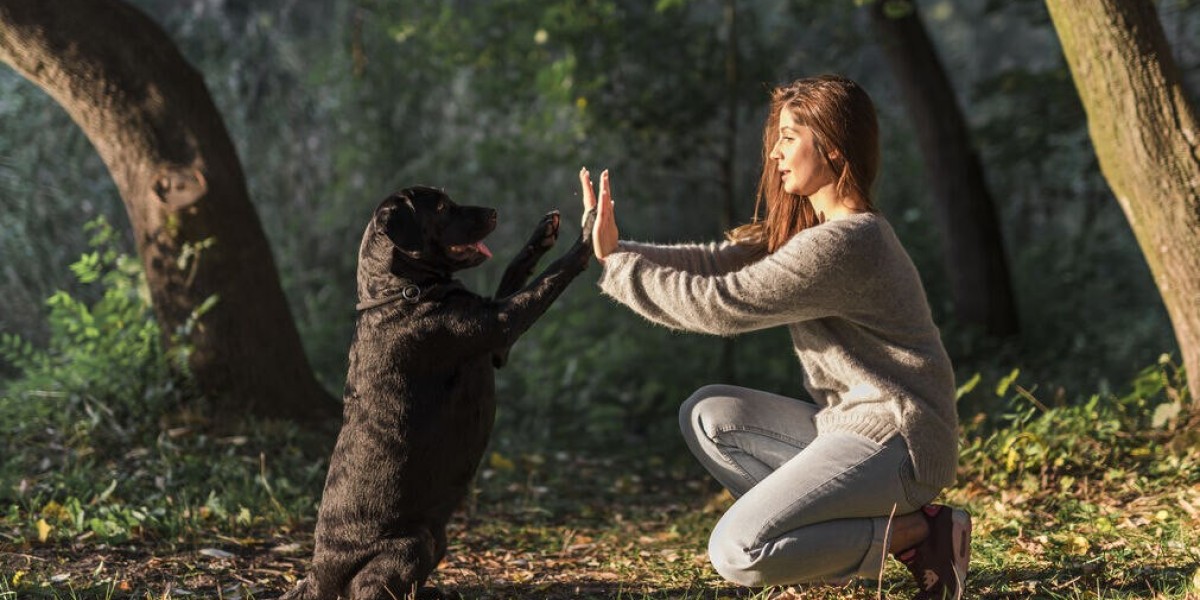 Best Animal Communication via Reiki