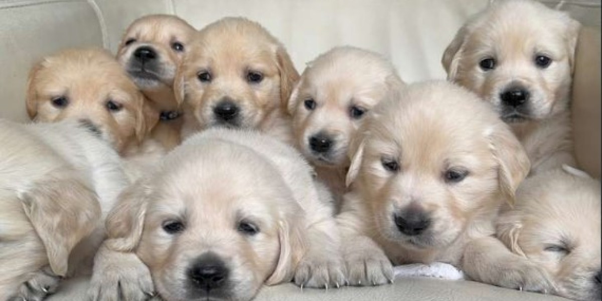 Your Action Plan: A Step-by-Step Checklist for Getting a Golden Retriever