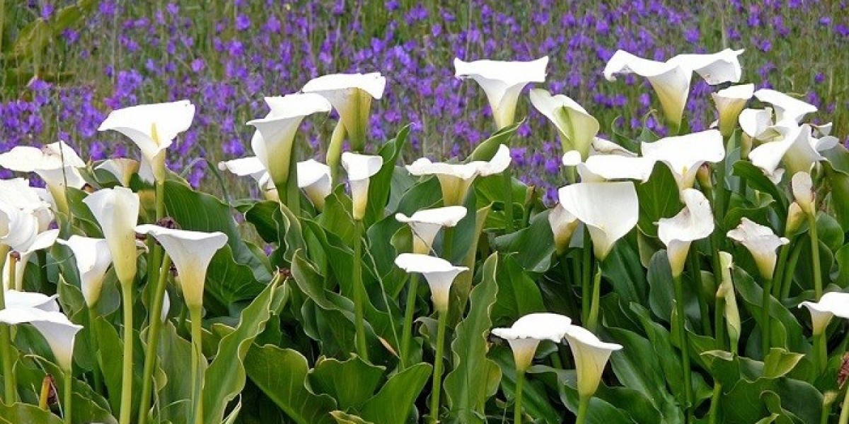 The Elegant Meaning Behind Calla Lily Symbolism in Different Cultures