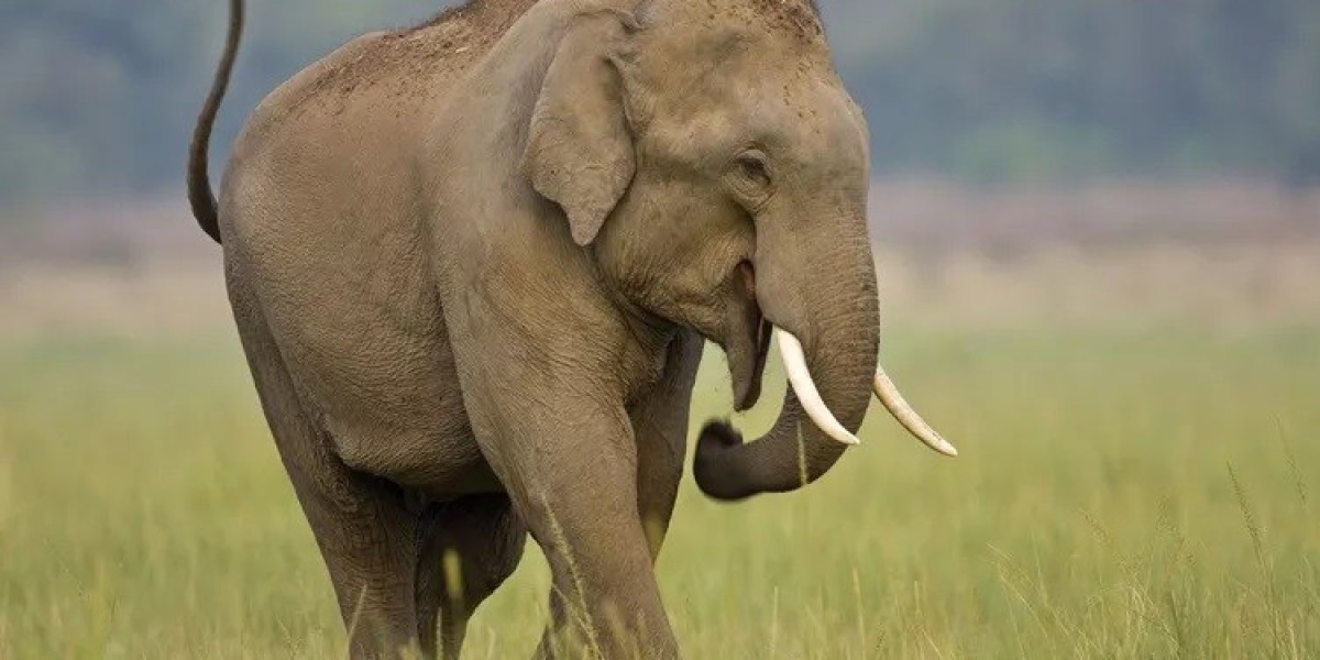 39 Asian Elephant Quotes, Sayings, and Proverbs