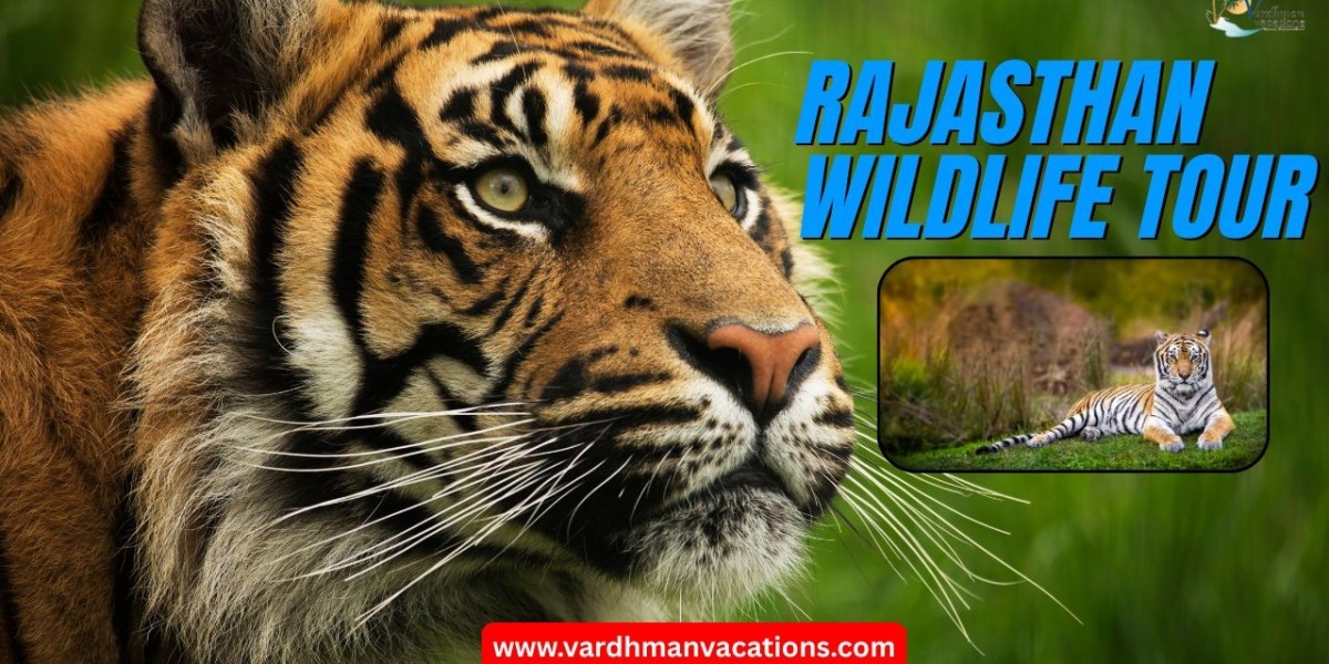 Rajasthan Wildlife Tour: A Simple Guide to Nature and Safaris
