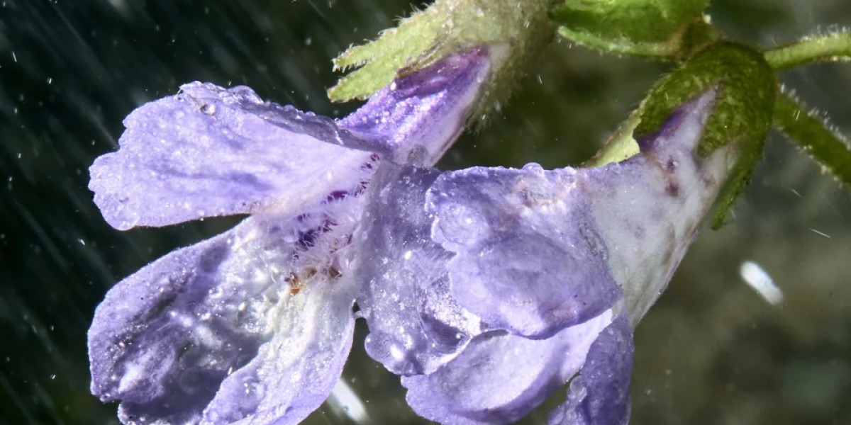 How ORPHEUS All-in-One Serum Combats Inflammaging with Bioactive Peptides and Adaptogens