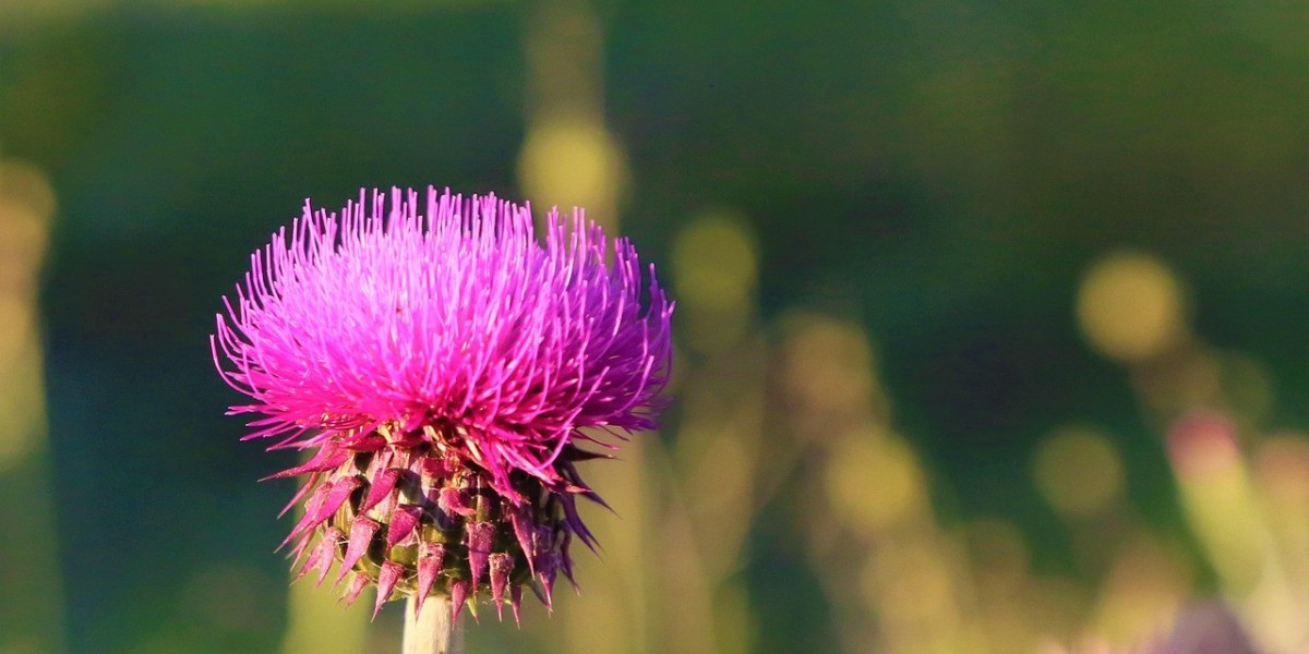 Milk Thistle Supplements Market Restraints: Challenges Limiting Growth and Industry Expansion Globally
