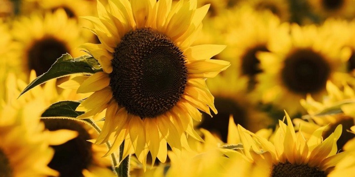 What do sunflowers symbolize in mental health?