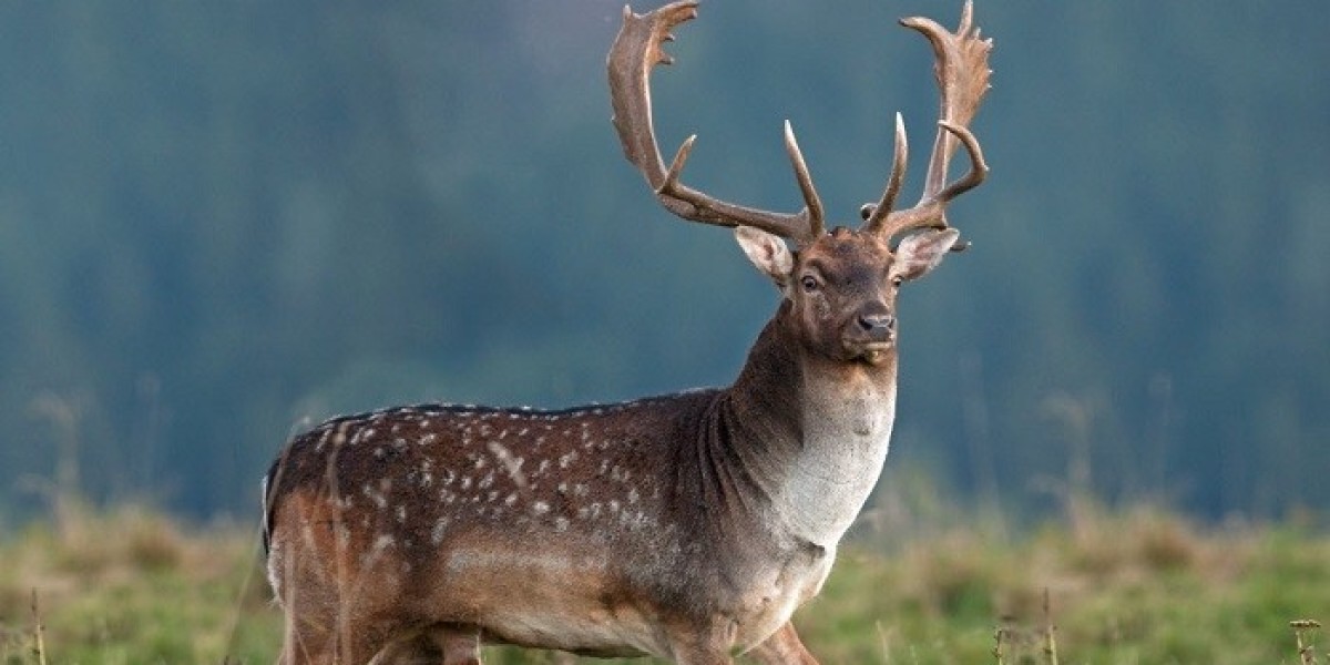 Deer Symbolism: A Path to Inner Peace