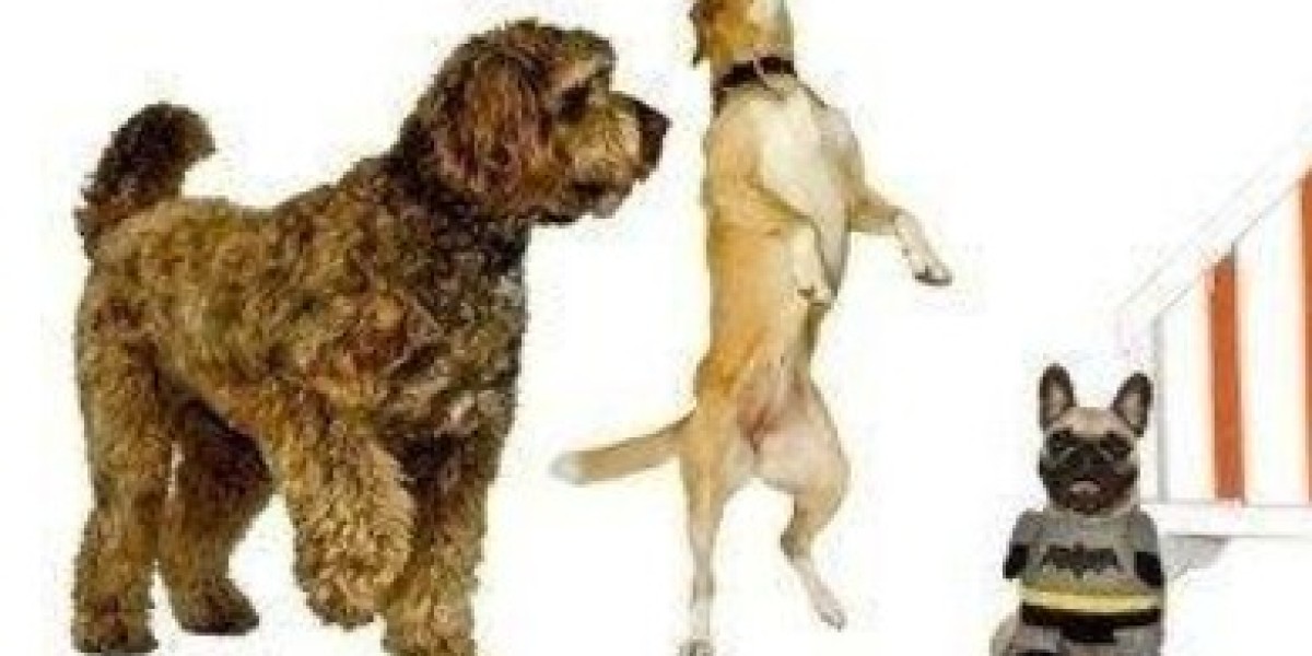 Find the Best Dog Boarding Near You at Halo Dogs