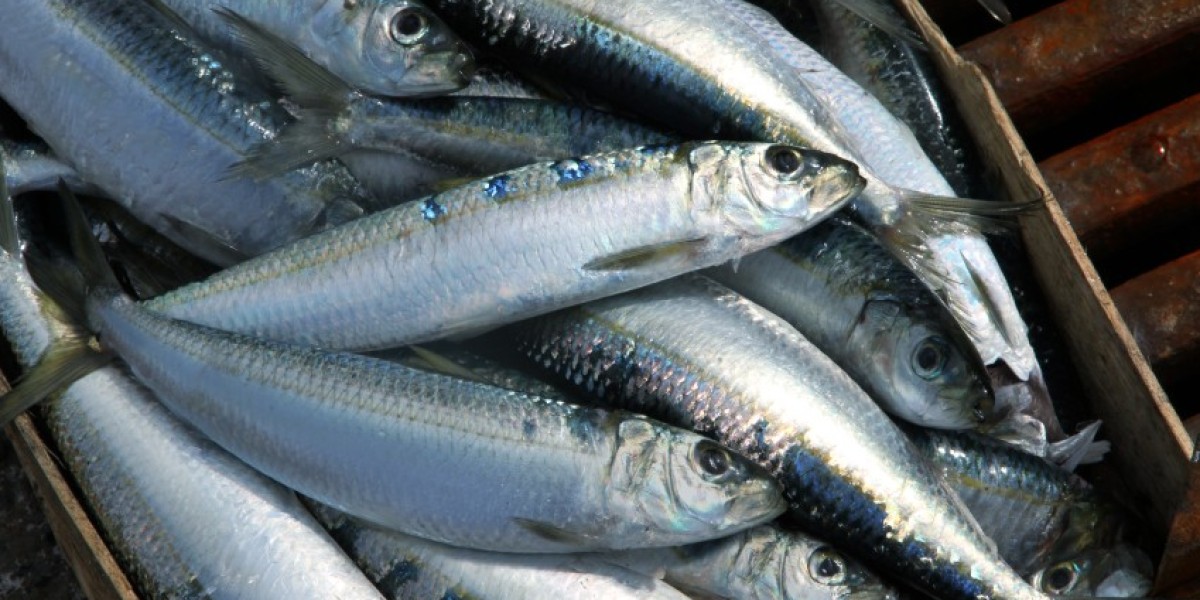 Global Fish Processing Market: Size, Trends, and Growth Strategies