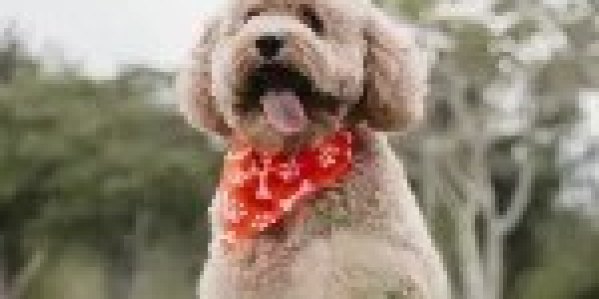 Dog Grooming Services Tampa: Pamper Your Pet with Nachis Pet Grooming