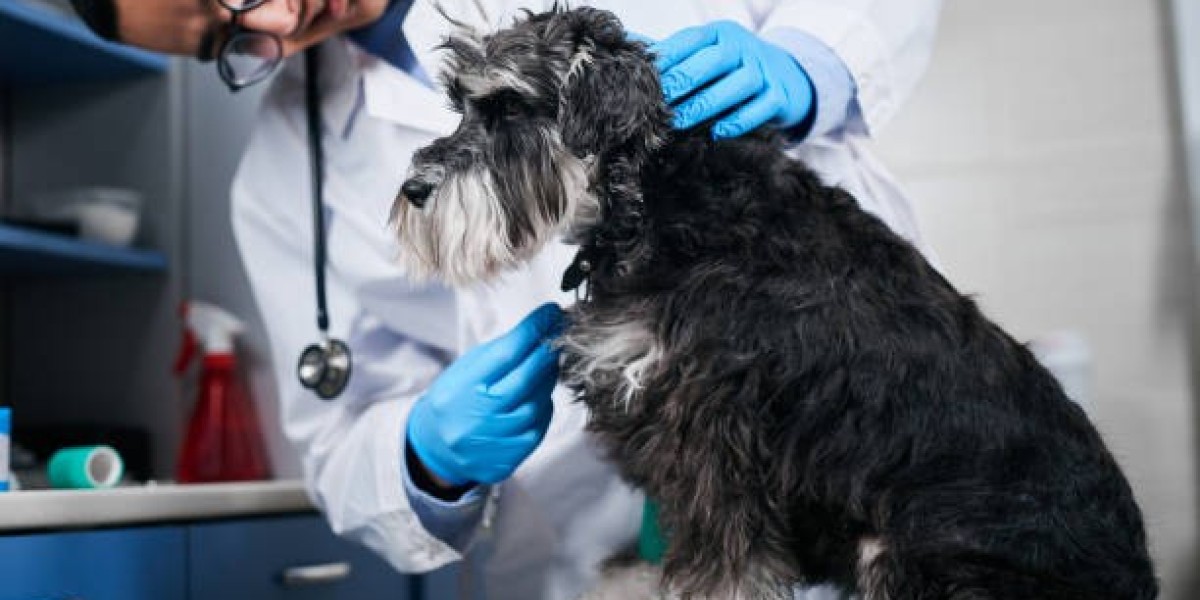 Pet Radiography
