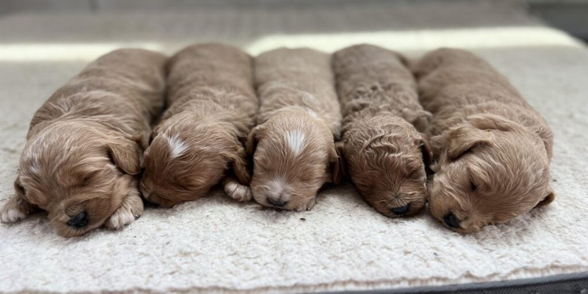 Standard Goldendoodle Size and Growth Guide: What to Expect