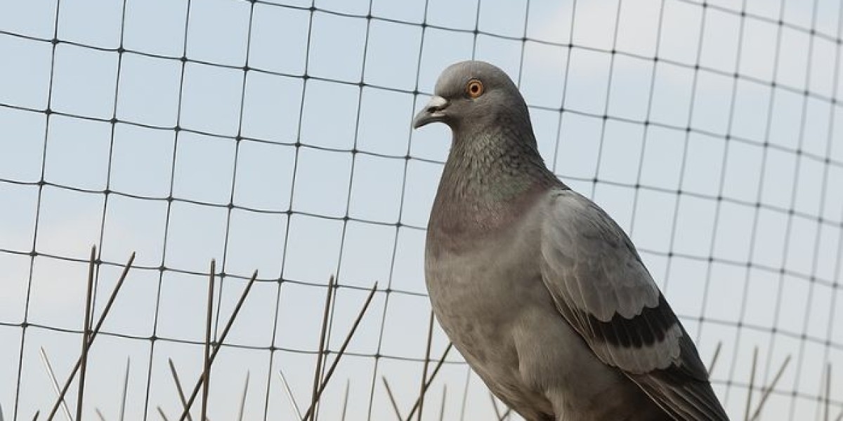 What Are the Most Effective Bird Repellent Solutions in Melbourne for Your Property?