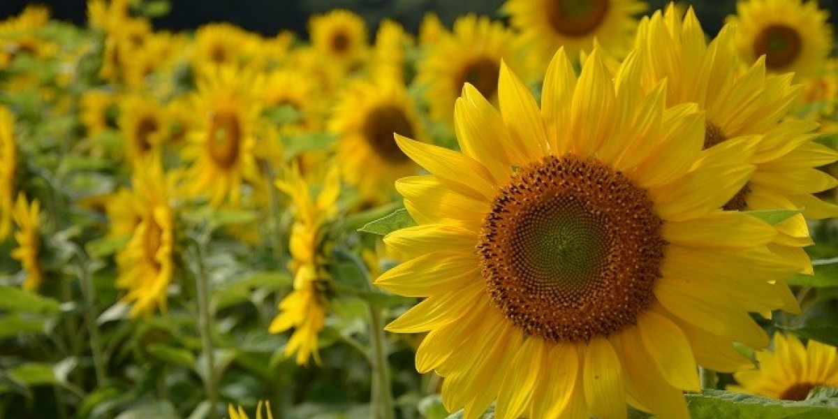 Beauty and Light in Sunflower Symbolism