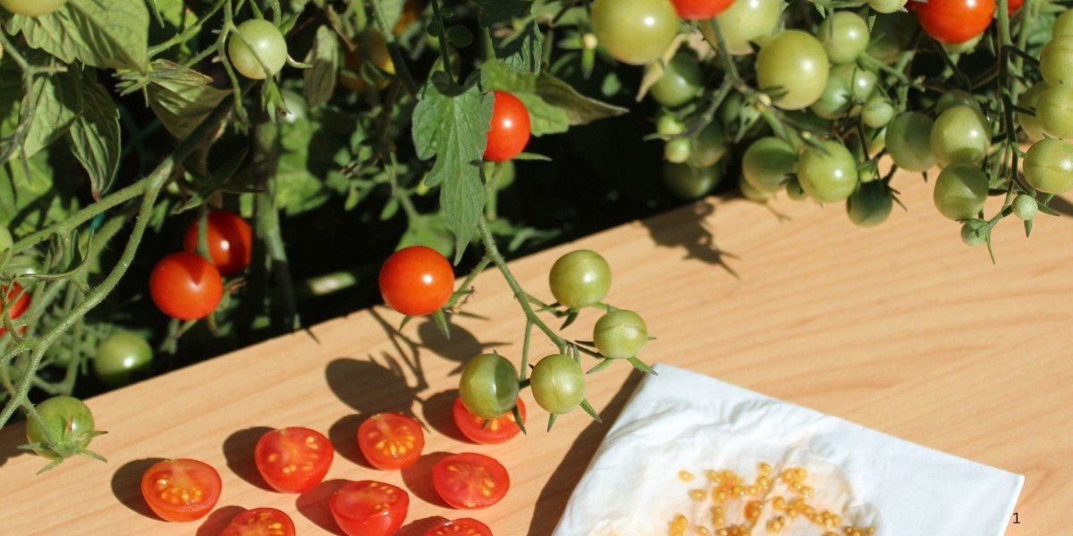 Global Tomato Seeds Market to Reach US$ 2.23 Billion by 2033 – Renub Research Forecasts Robust Growth
