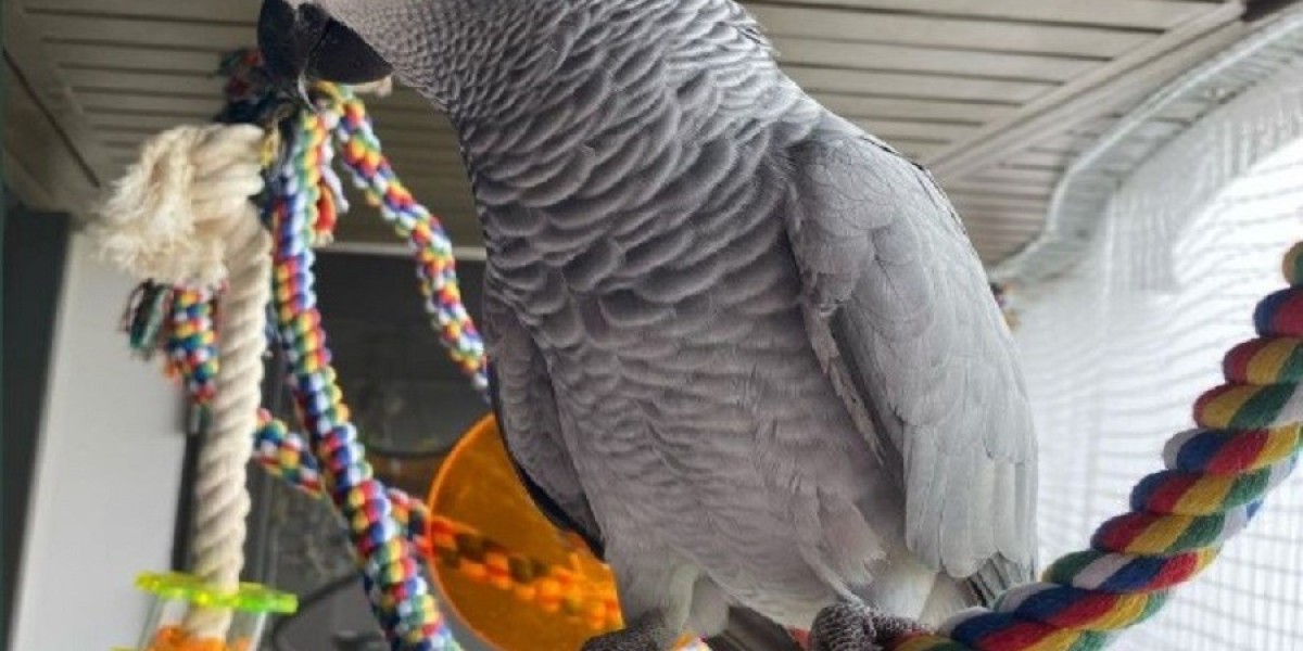 Proactive Parrot Parenting: A Guide to Thriving with Your African Grey